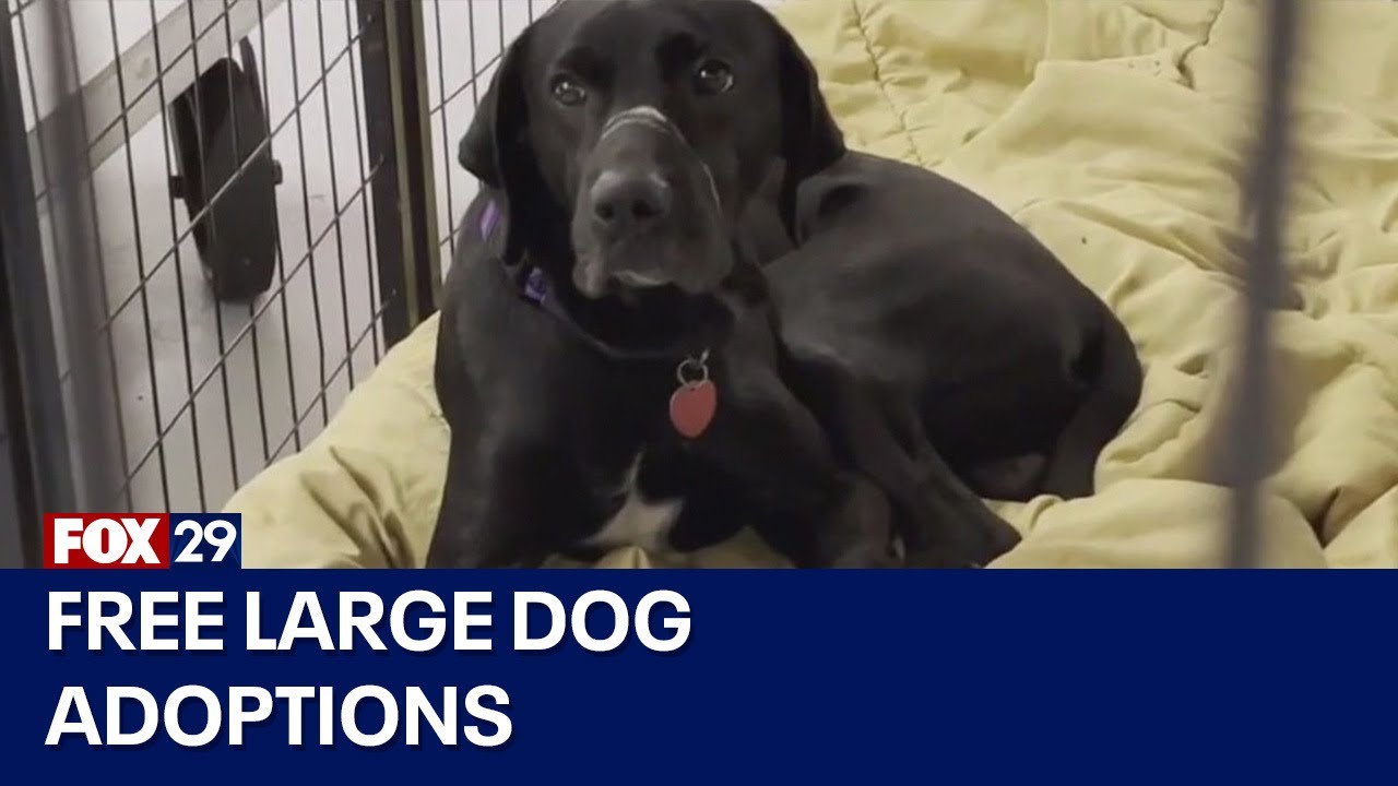ACCT Philly with urgent plea to adopt dogs as their shelter is full