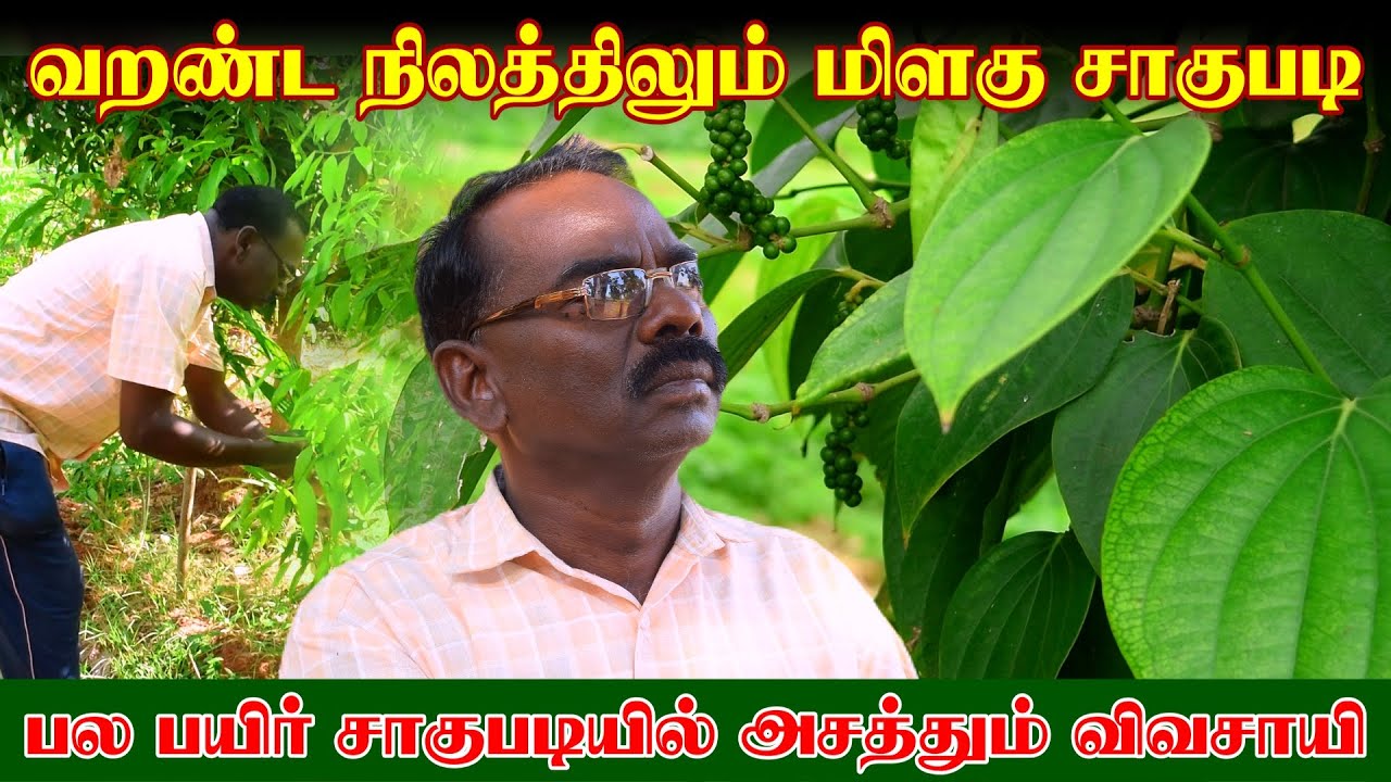 பலபயிர் சாகுபடியில் தென்னையில் மிளகு சாகுபடி