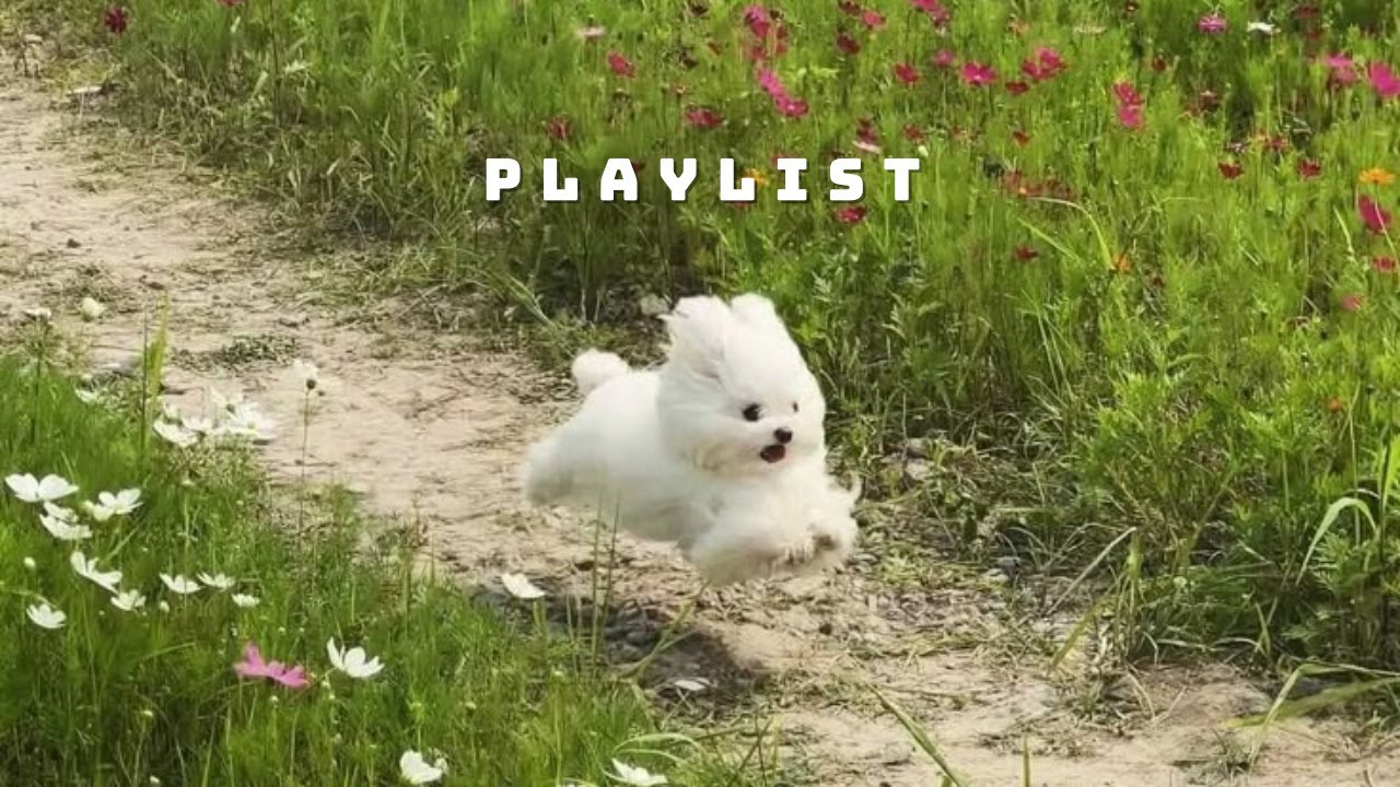 [𝐏𝐥𝐚𝐲𝐥𝐢𝐬𝐭] 이걸 들으면 기분이 조크든요.MP4 😆 여유롭고 산뜻하게☘ 기분 좋아지는 팝송🎧 플레이리스트