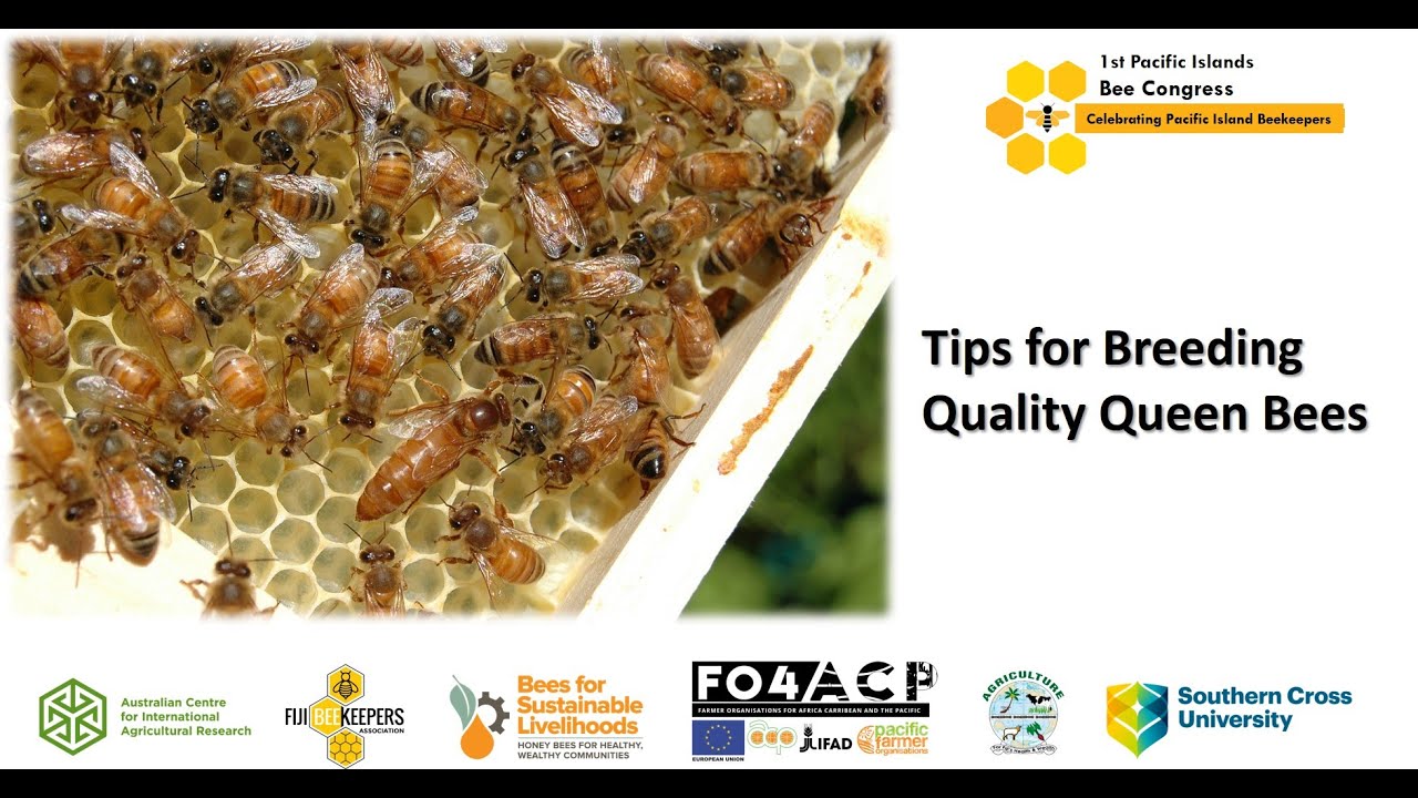 Practical Tips for Breeding Quality Queen Bees