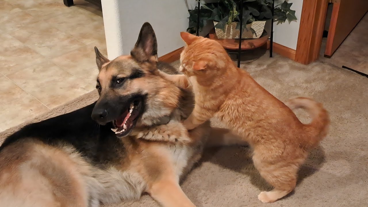 Alpha cat