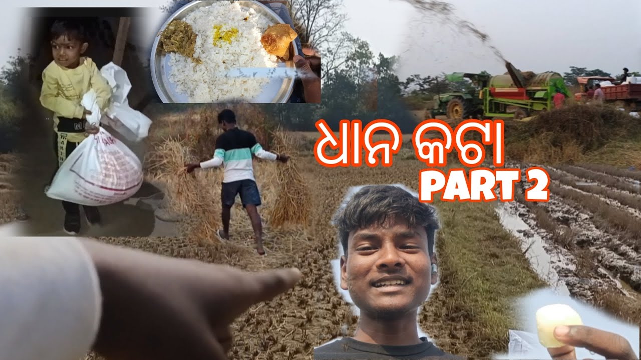 ||ଧାନ🌾କଟା ପାର୍ଟ 2||Dhano🌾Kota Part 2||କଣ ହେଲା ଜେ ଅମତି ହେଲ...??🤔