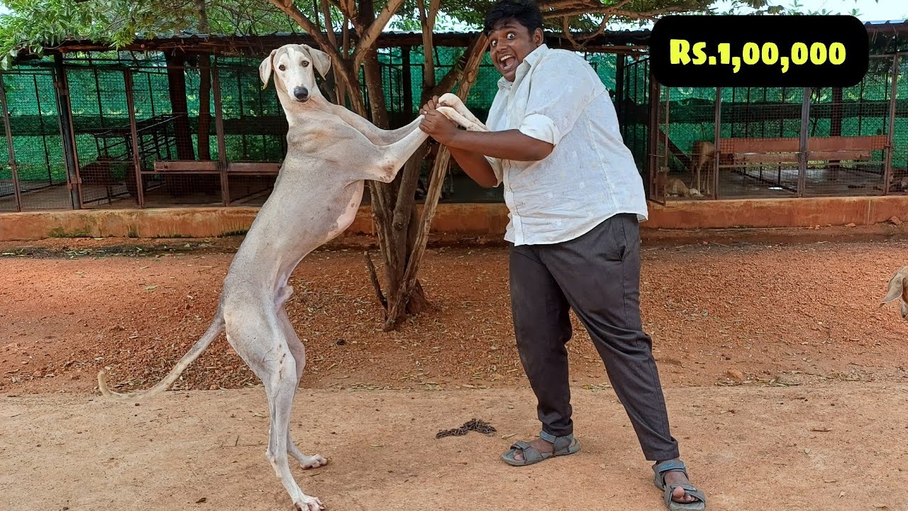 நான் வாங்கிய நாட்டு நாய்|தமிழ் நாட்டின் மிக பெரிய நாய் பண்ணை|Dolly's Dogs Kennel|Usilampatti