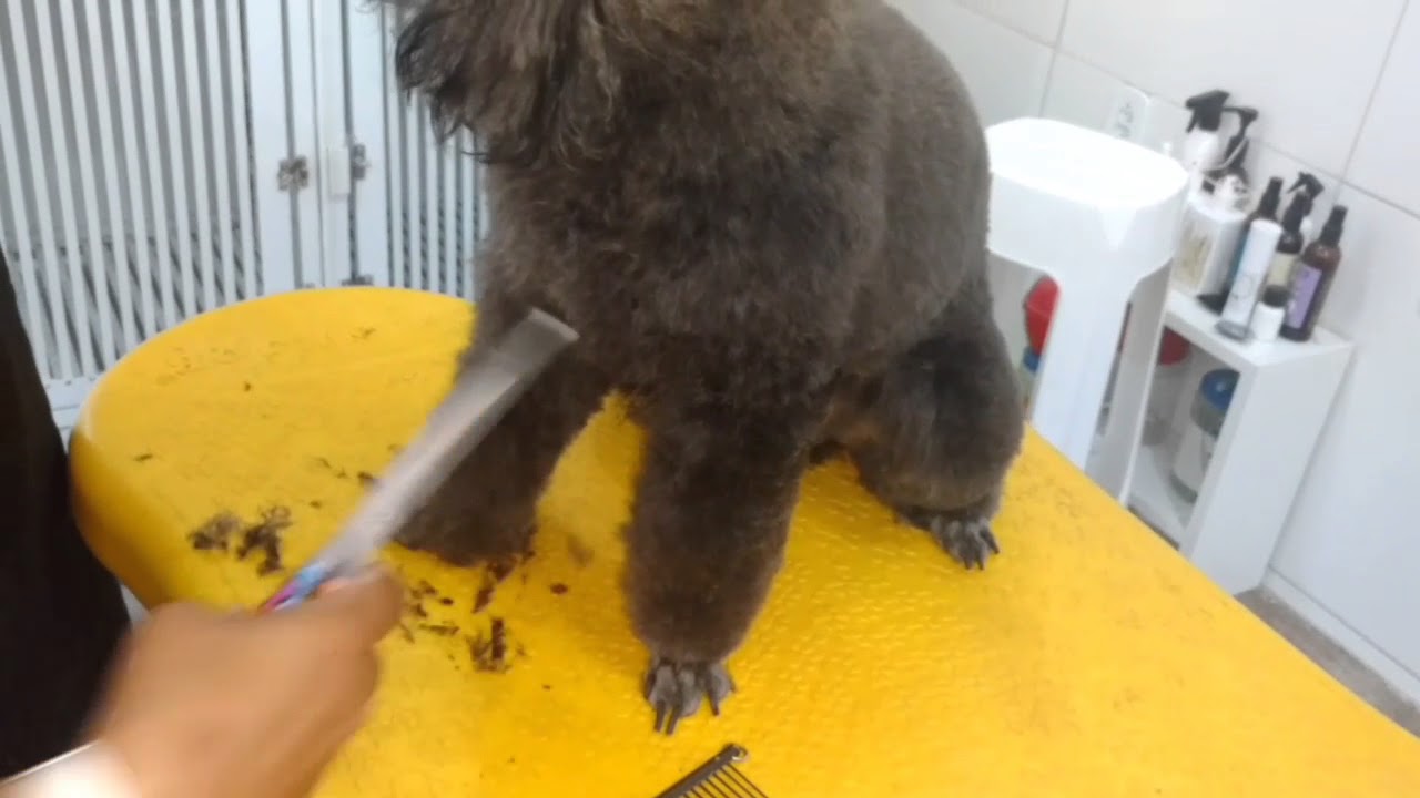 Vídeo aula Tosa de poodle na tesoura.