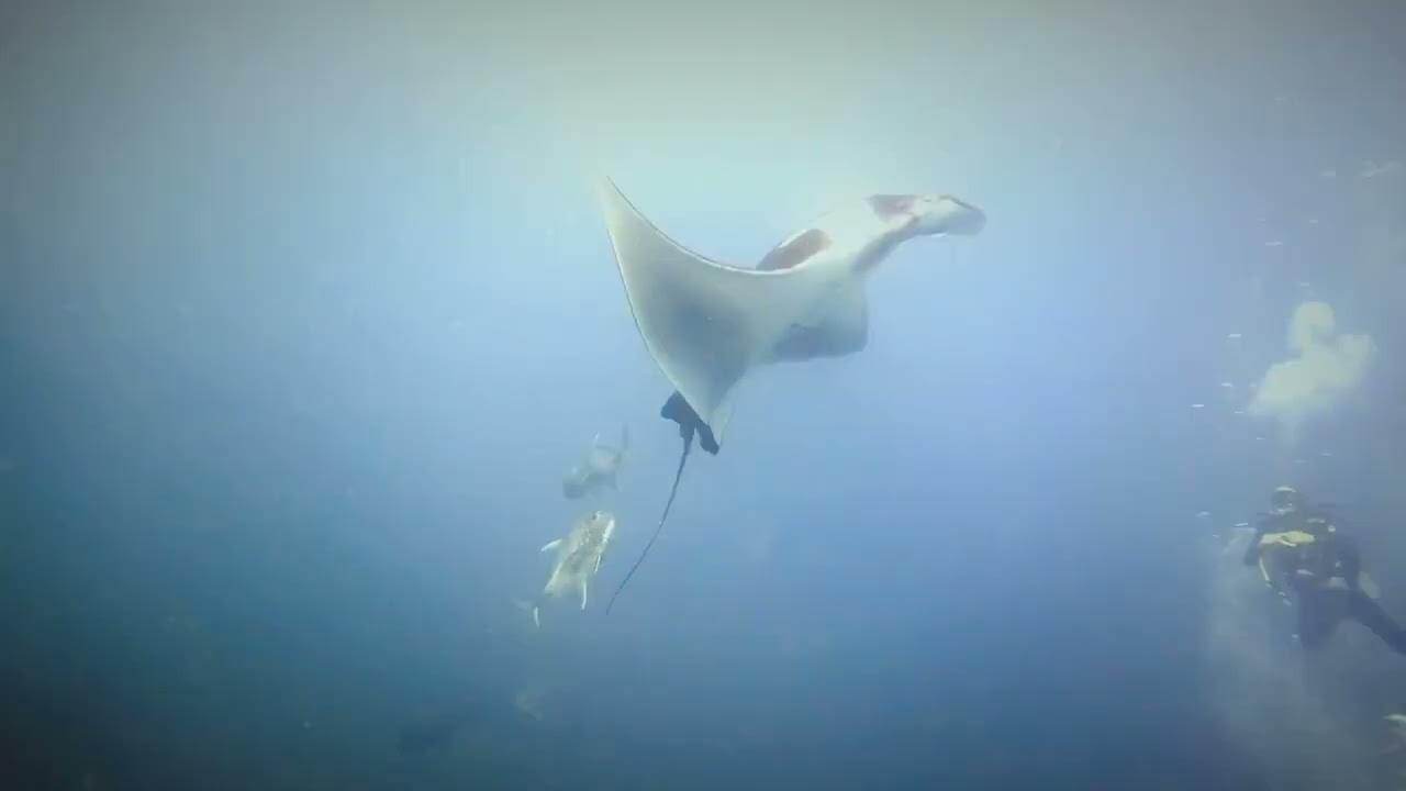 Similan Island_the Cradle of life