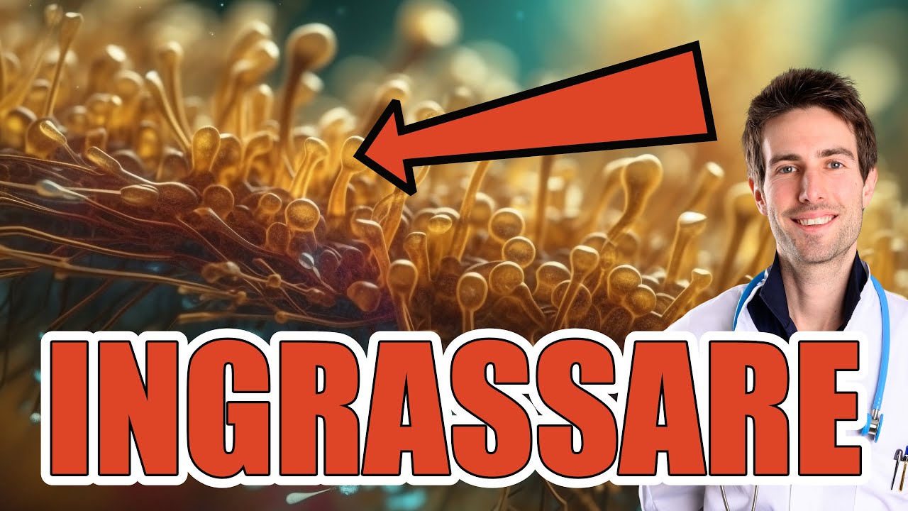 Perché NON DIMAGRISCO? 😩 Le verità sommerse sul SOVRAPPESO spiegate da un medico