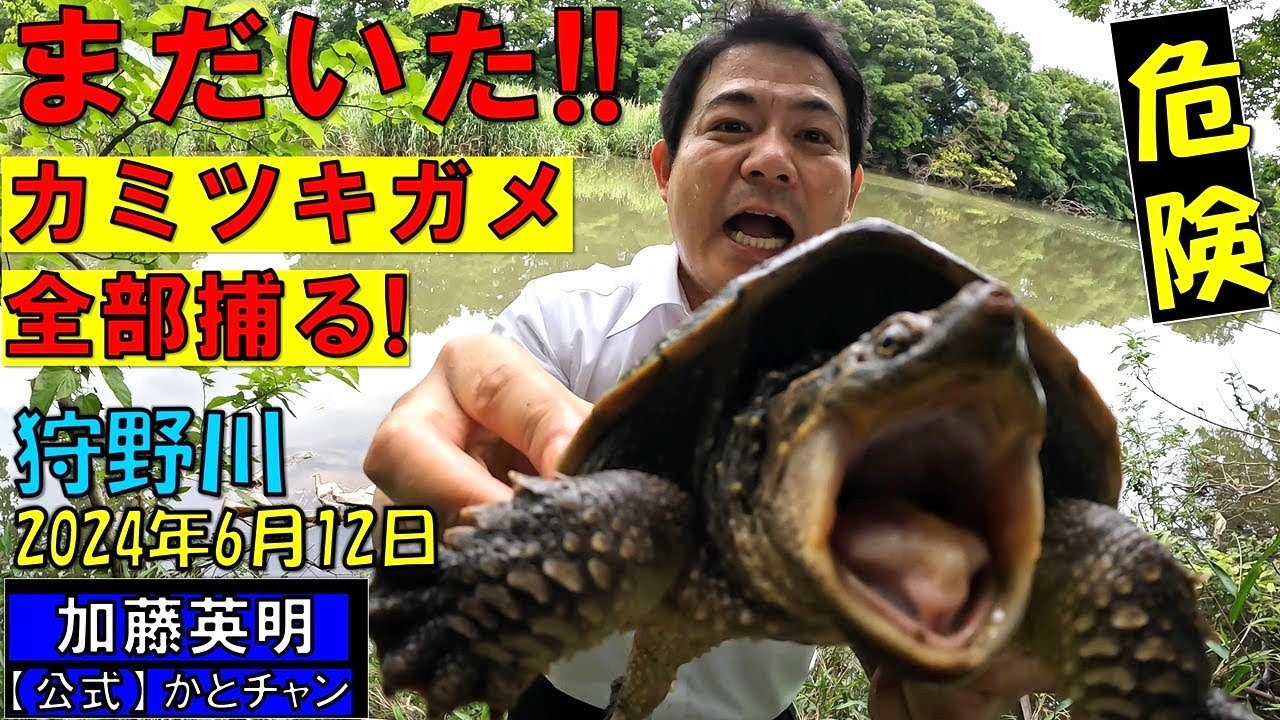 まだいた！カミツキガメ捕獲作戦！全部捕る！狩野川罠40個＋10個！2024年6月12日、Researching turtles in Japan, Kano River≫ 加藤英明【公式】かとチャン