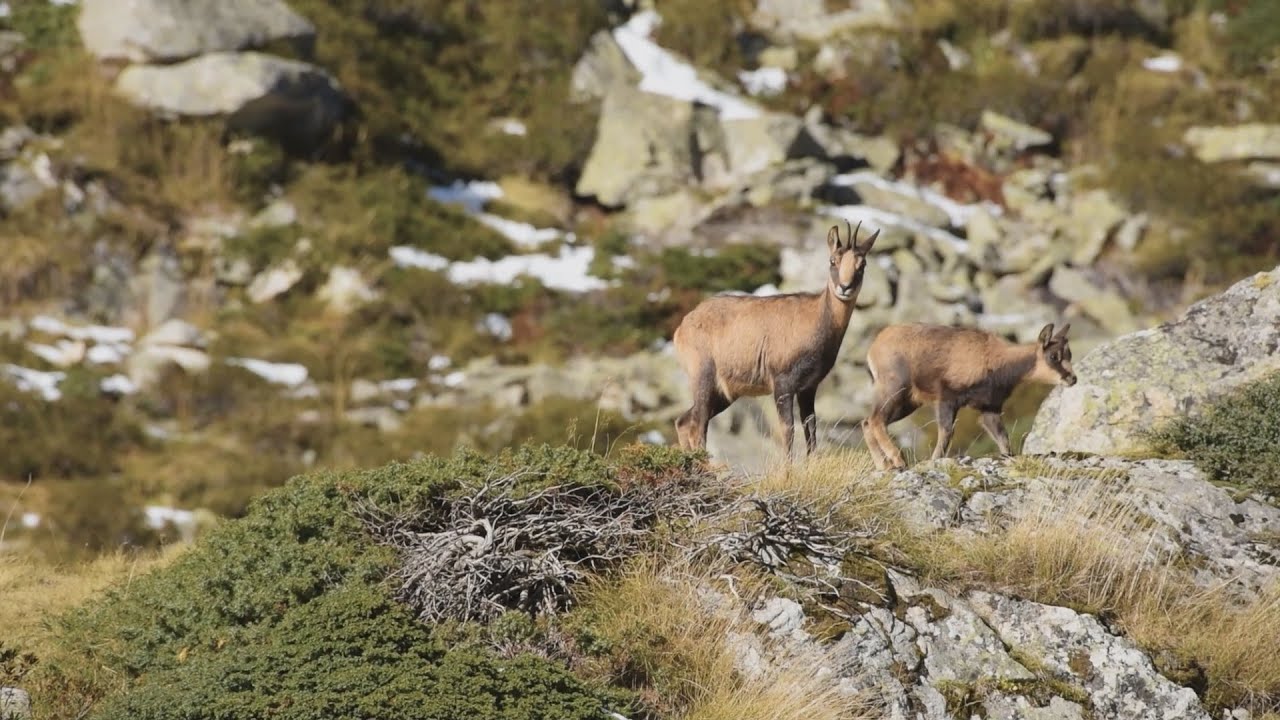 Réserve de Faune Sauvage d’Orlu