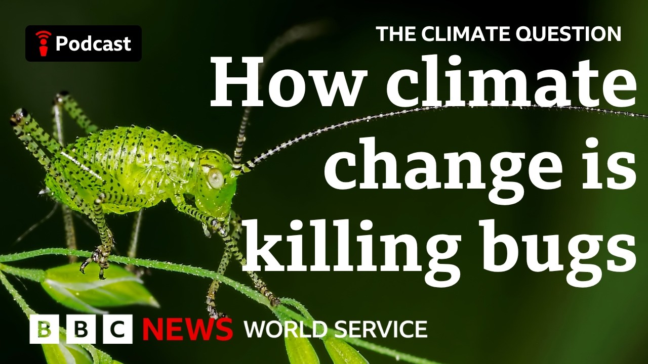 Less food? More disease? Why the future of insects matters - The Climate Question, BBC World Service