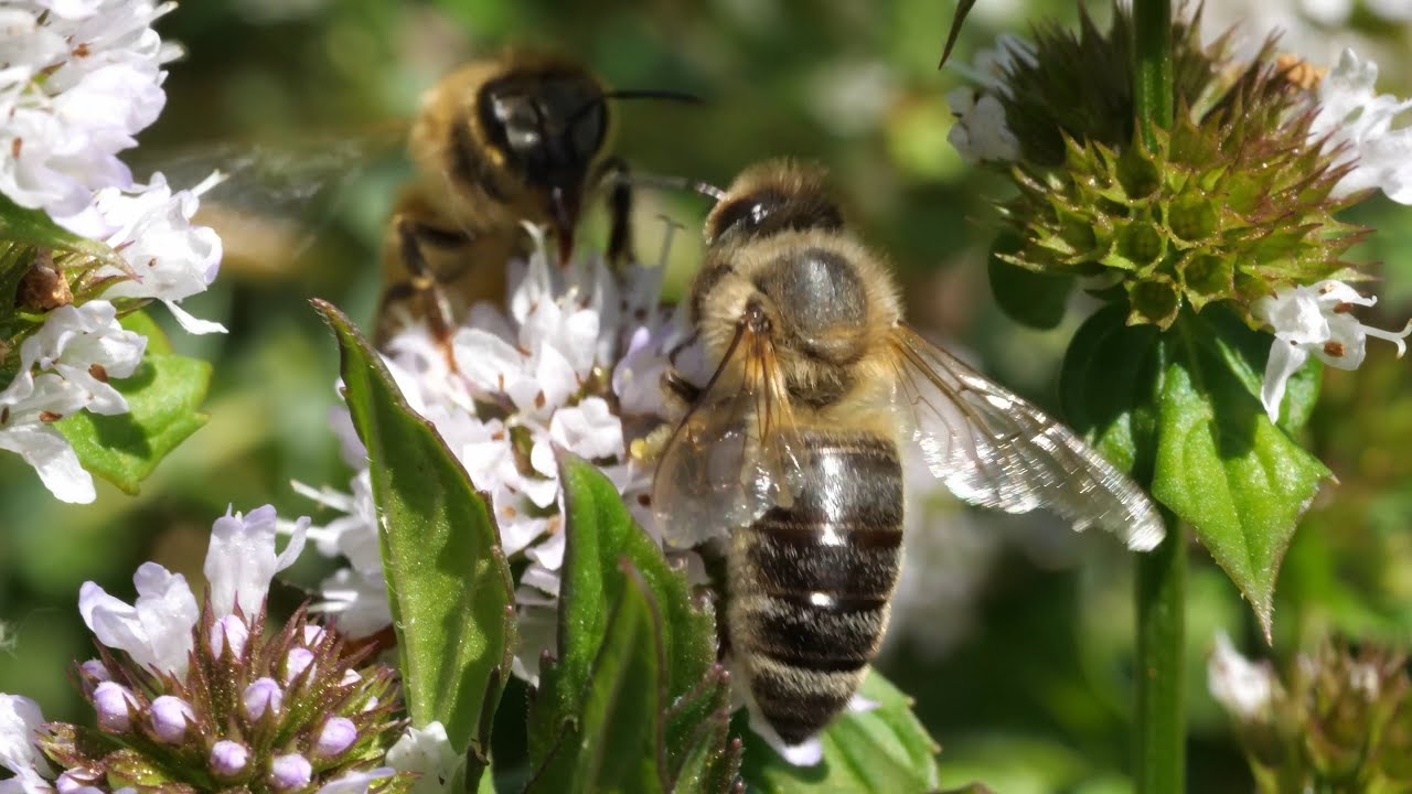 Honeybees descend on resinous oregano flowers.