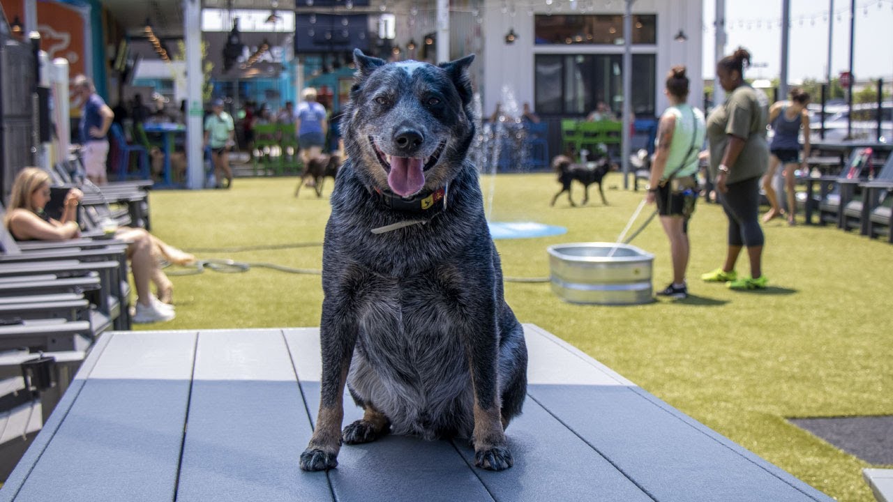 Bark Social Dog Bar review - Baltimore, MD