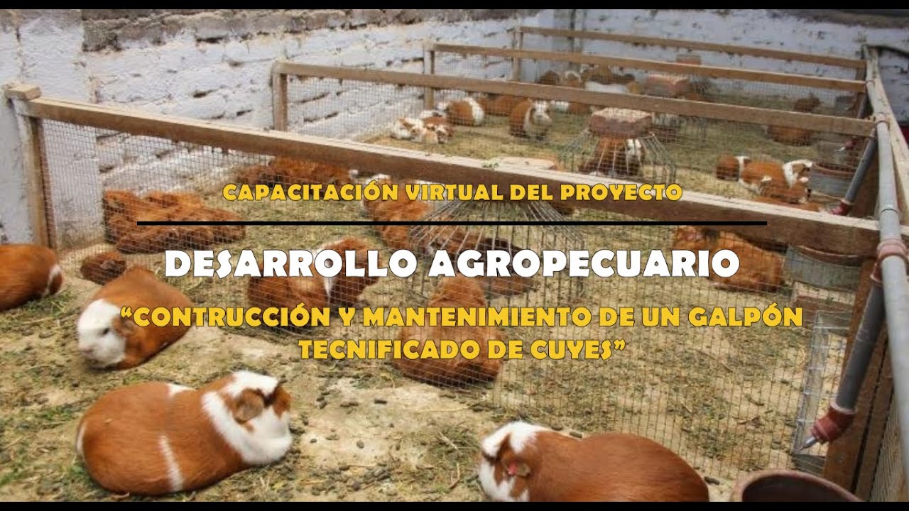 Construcción y mantenimiento de un galpón tecnificado de cuyes - Proyecto de Desarrollo Agropecuario
