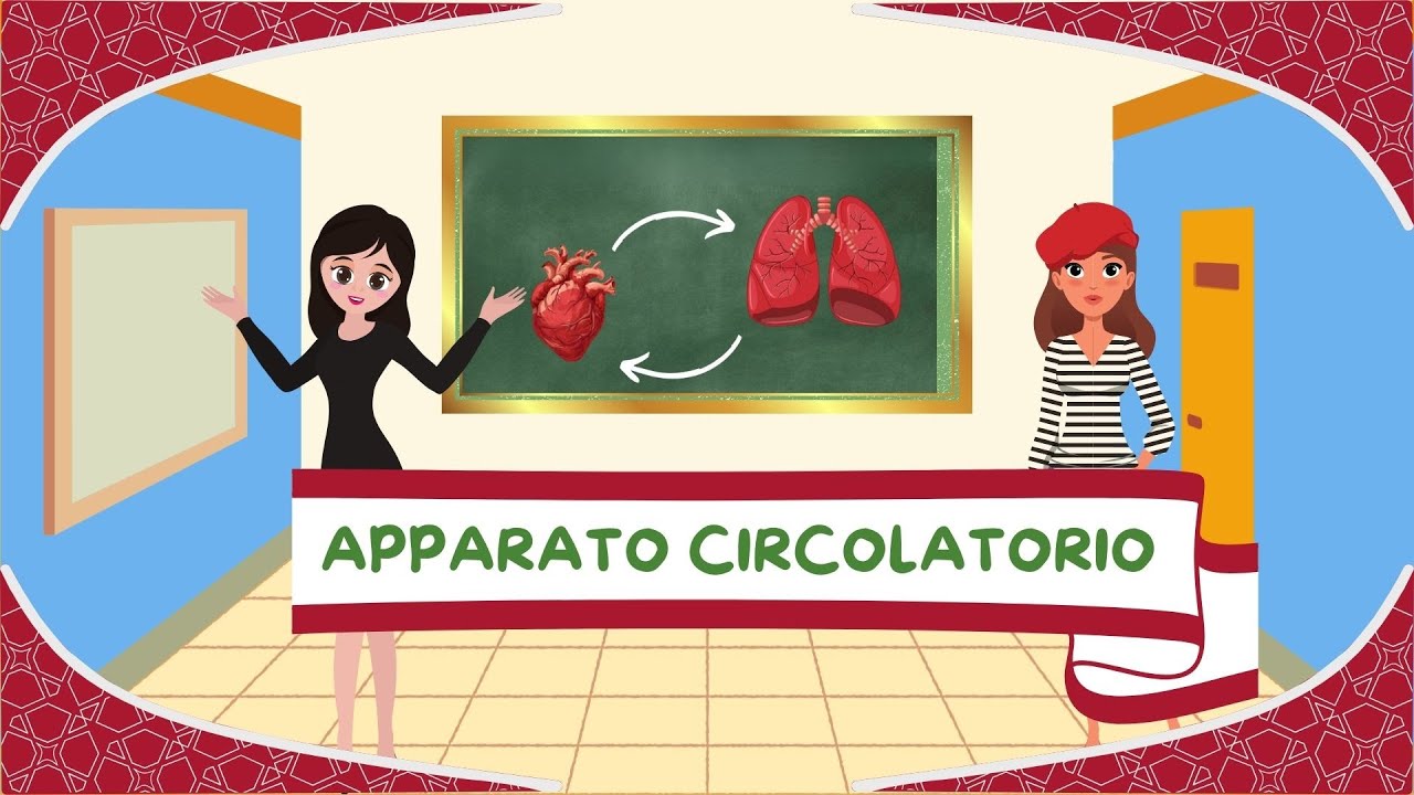 Apparato circolatorio - Anatomia per bambini