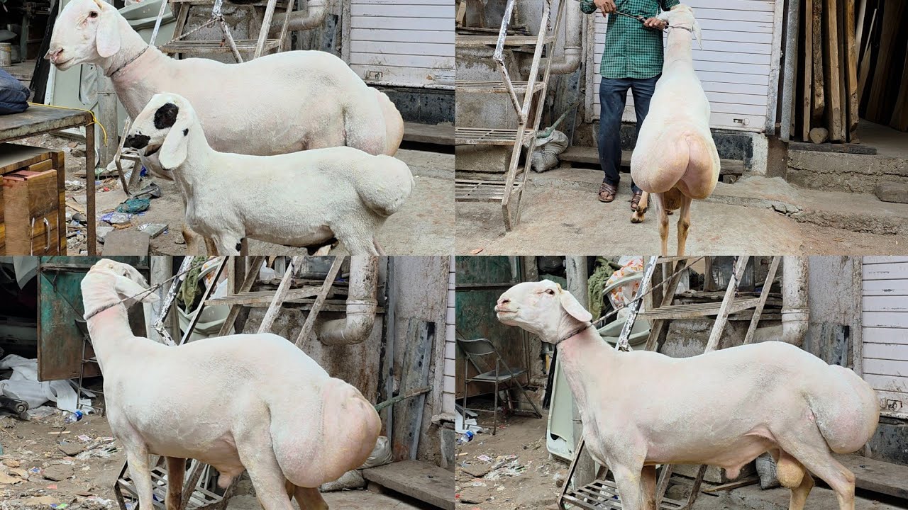 Biggest Collection Of Turkey Dumba In Centre Of Mumbai | Golden Dumba Farm Kurla Mumbai. 