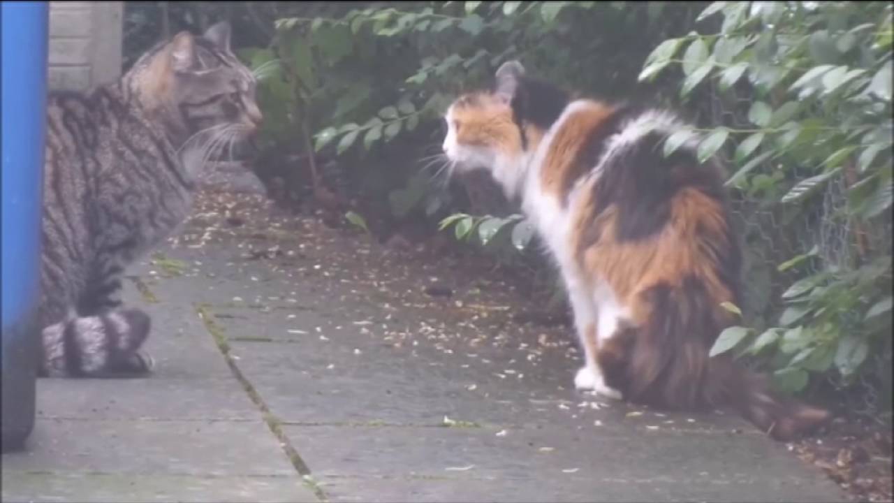 Katze br&uuml;llt wie ein L&ouml;we, verteidigt ihr Revier und rastet aus (Super Cat)