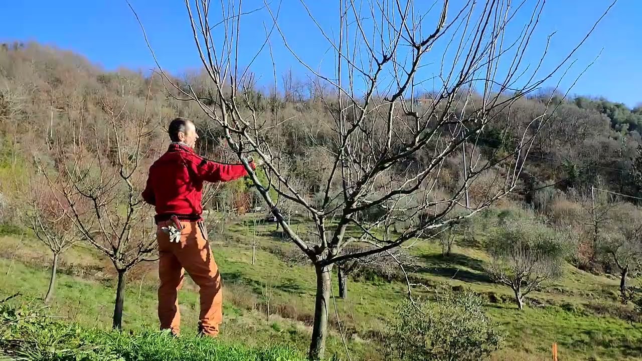 potatura di allevamento su susino president