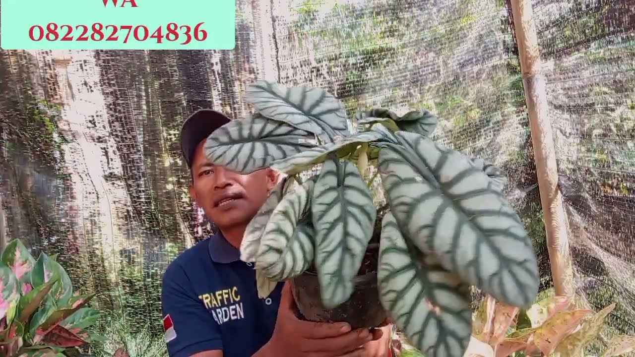 AGLONEMA RUMPUN.. BERBURU DI KAMPUNG YG SANGAT MURAH... 