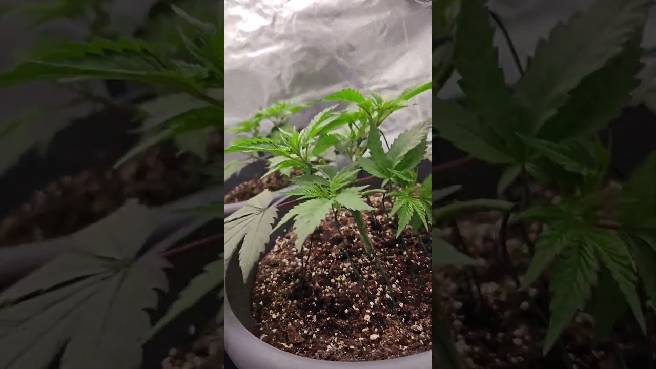 Super Lemon Haze Green House seeds#weed#superlemonhaze#grower#grow#cannabis#thc#indoor