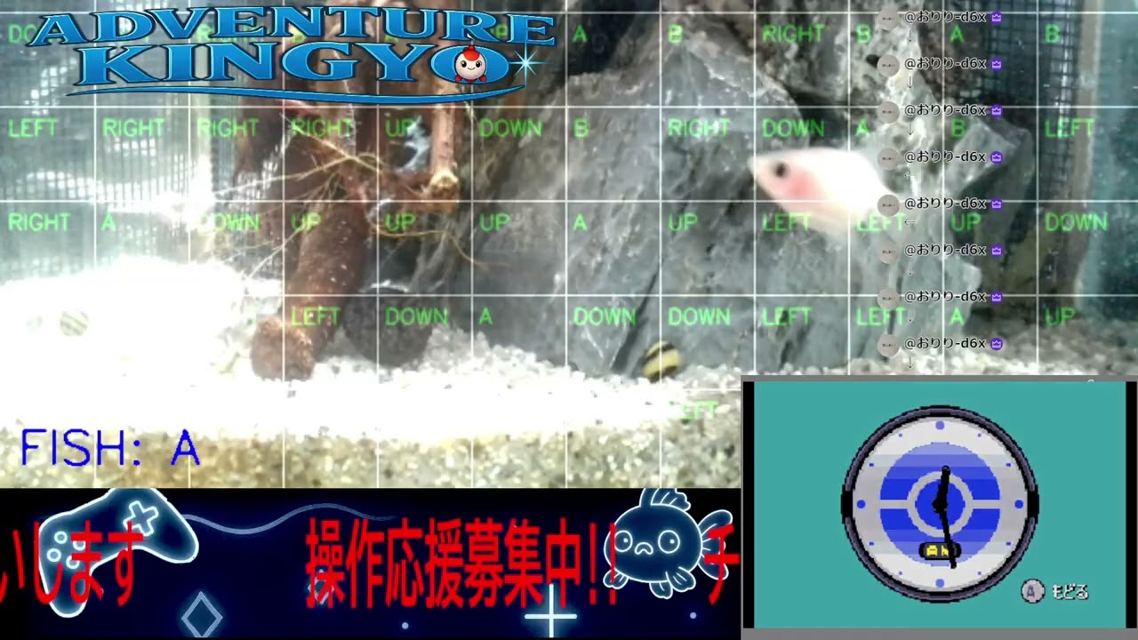 【ポケモンエメラルド】金魚がゲームをプレイ!? 🐟 視聴者コメントで動く参加型ライブ配信 〜Adventure Kingyo〜 パート72 2026-02-02