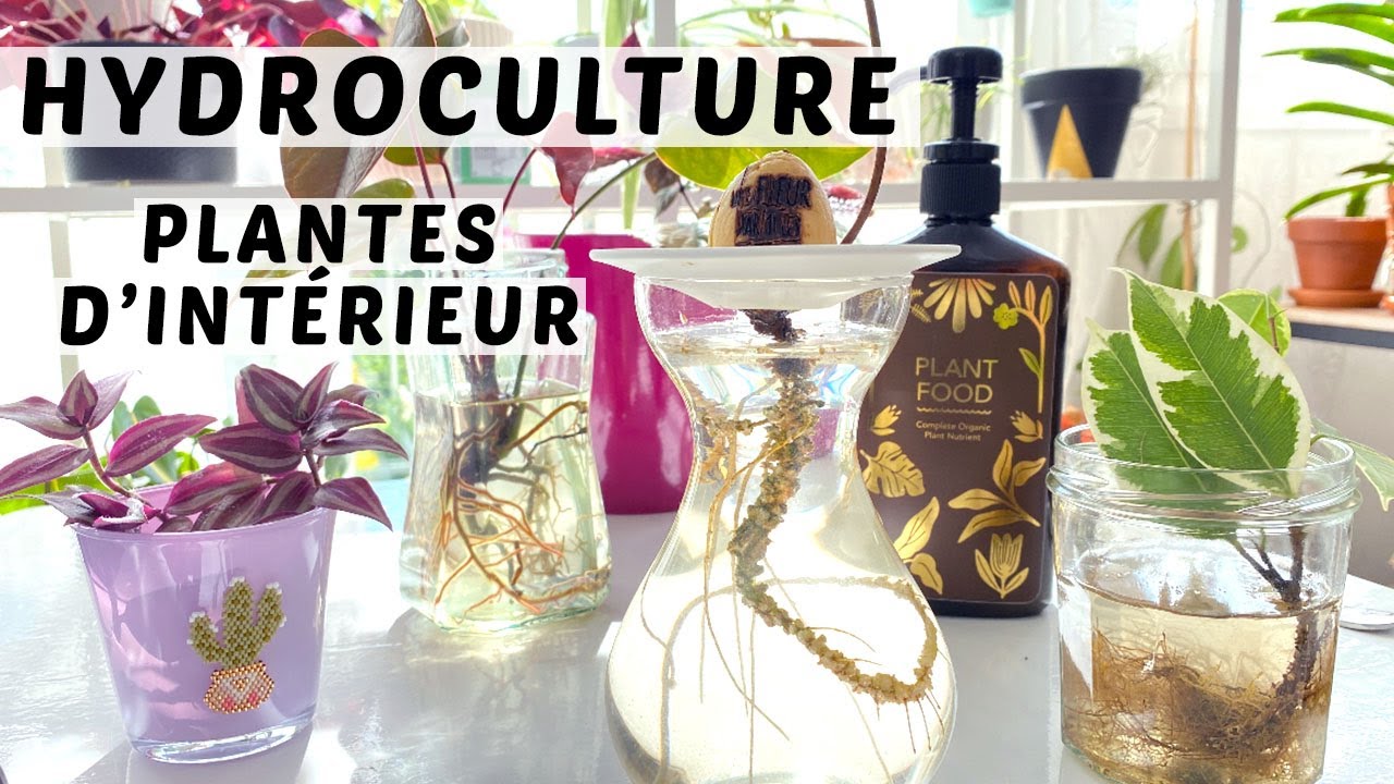 Plantes d'intérieur en hydroculture : mes premiers pas 🌱