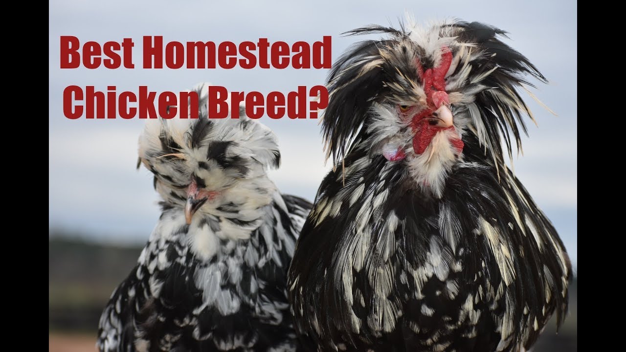 What is the Best Homestead Chicken Breed? One of our Favorites- The Mottled Houdan