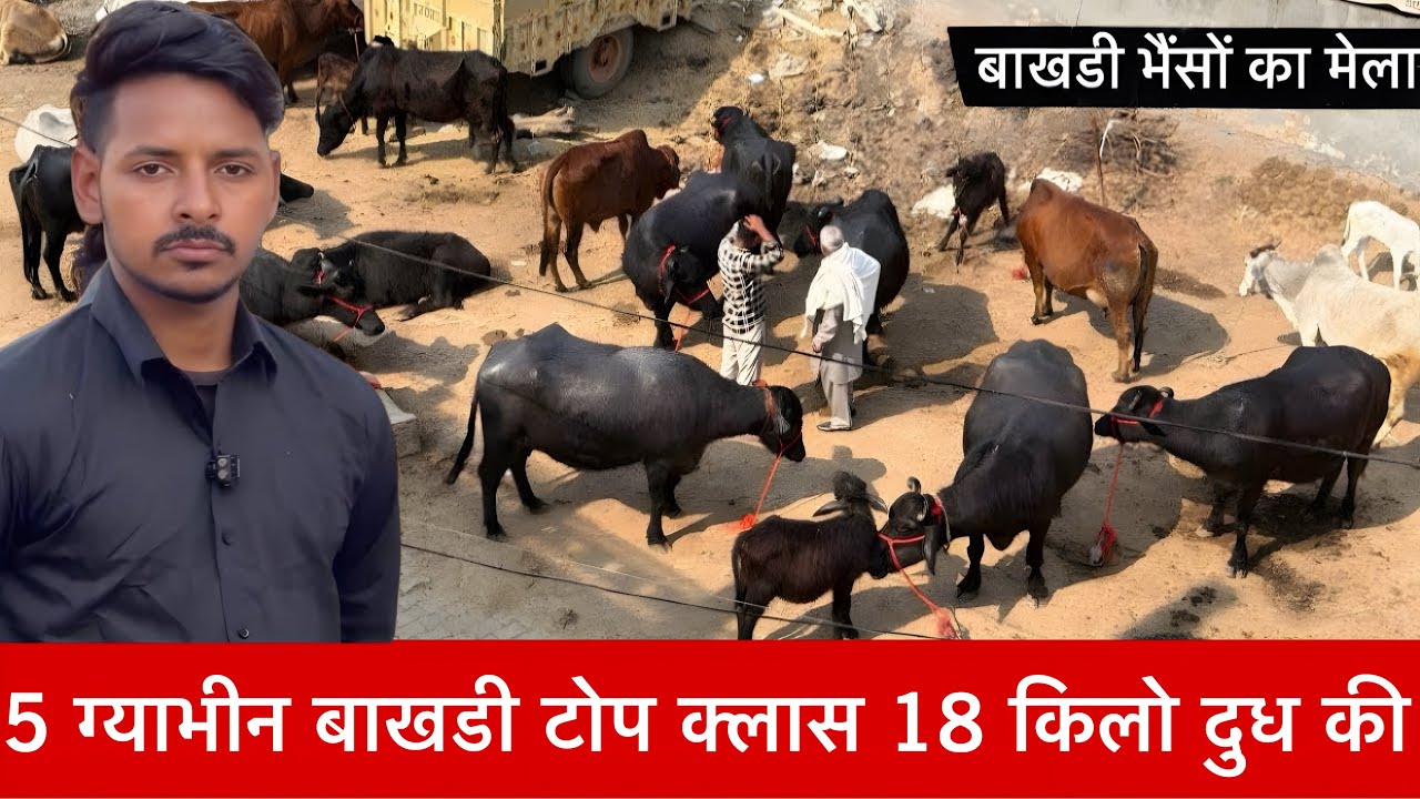 5 बाखडी ग्याभीन भैस सेल के लिए 18 किलो वाली  Dr Sumit Dairy Farm ✅