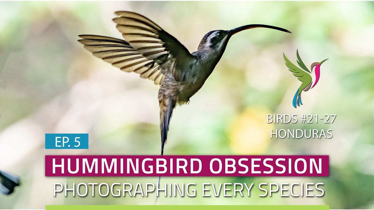 Most Beautiful Hummingbirds of Honduras: Honduran Emerald, Long-billed Hermit and more - Ep. 5
