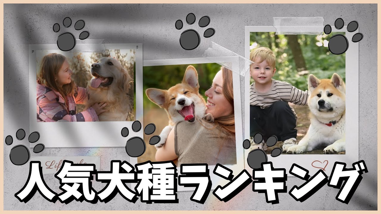 人気犬種ランキング 2026年最新版