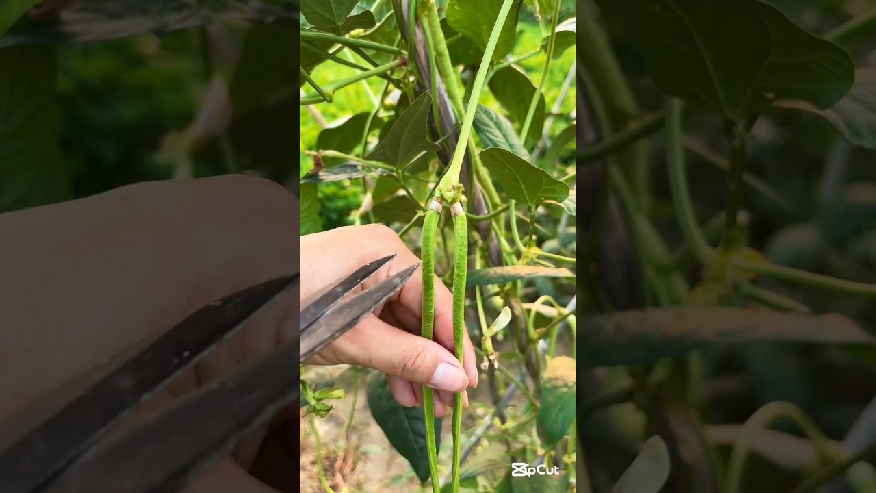 The Correct Way To Harvest Long Beans #smartfarming #gardeningtips #organicfarming
