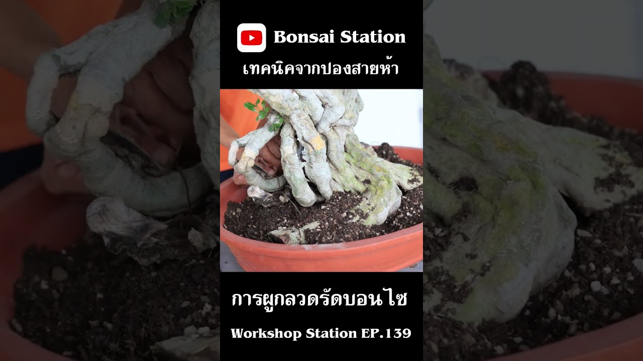 วิธีผูกลวดรัดลำต้นบอนไซ #bonsaithai #บอนไซไทย #bonsai #bonsaiwork #bonsaithailand #บอนไซมือใหม่