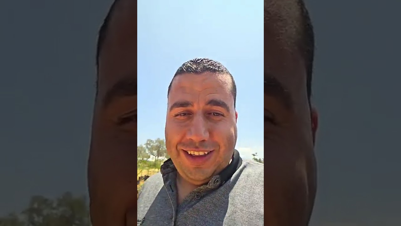 من انتاج مشتل ومعرض المهندس زكي الياسين اشتال زيتون كلماتا جامبو وبعض من منتجات المشتل