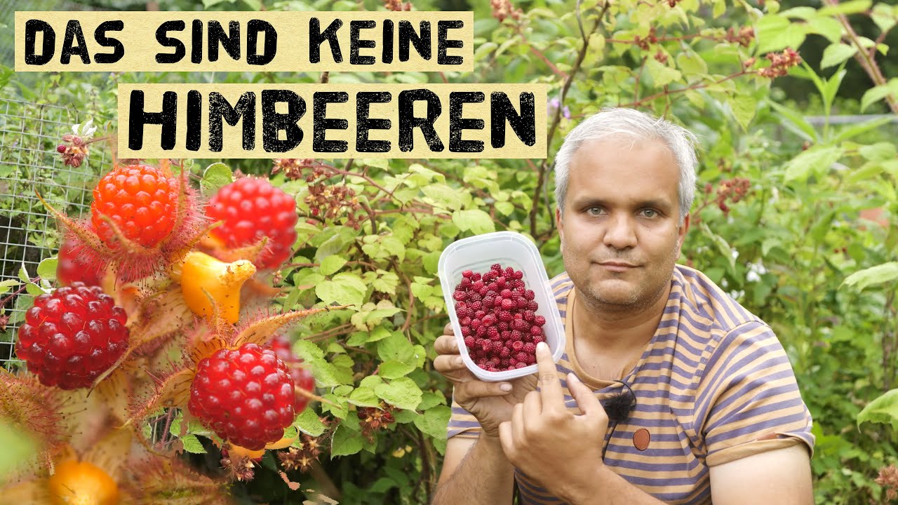 Japanische Weinbeeren im Garten anbauen. So schmecken die himbeerähnlichen Früchte. Anbautipps
