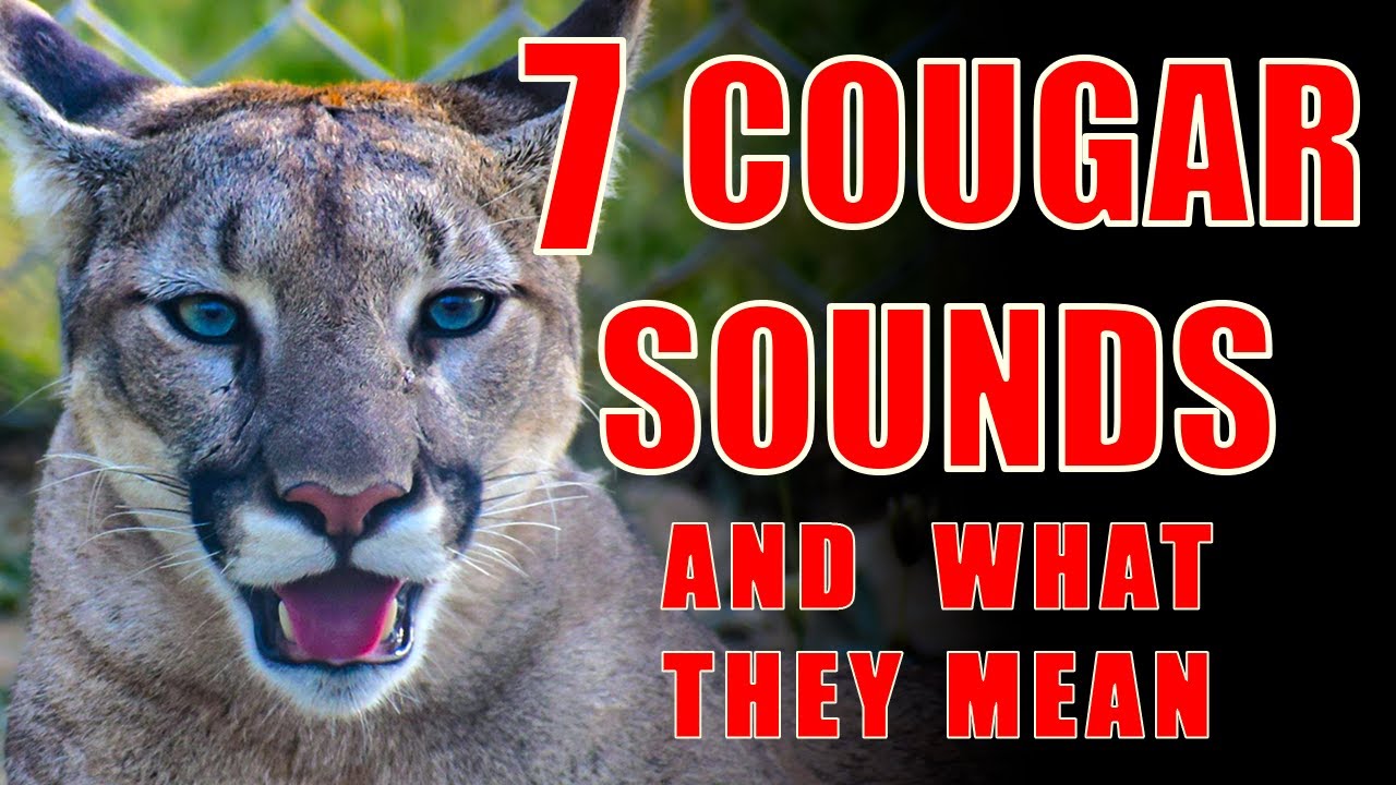 Cougar Communication: 7 Mountain Lion Sounds Explained