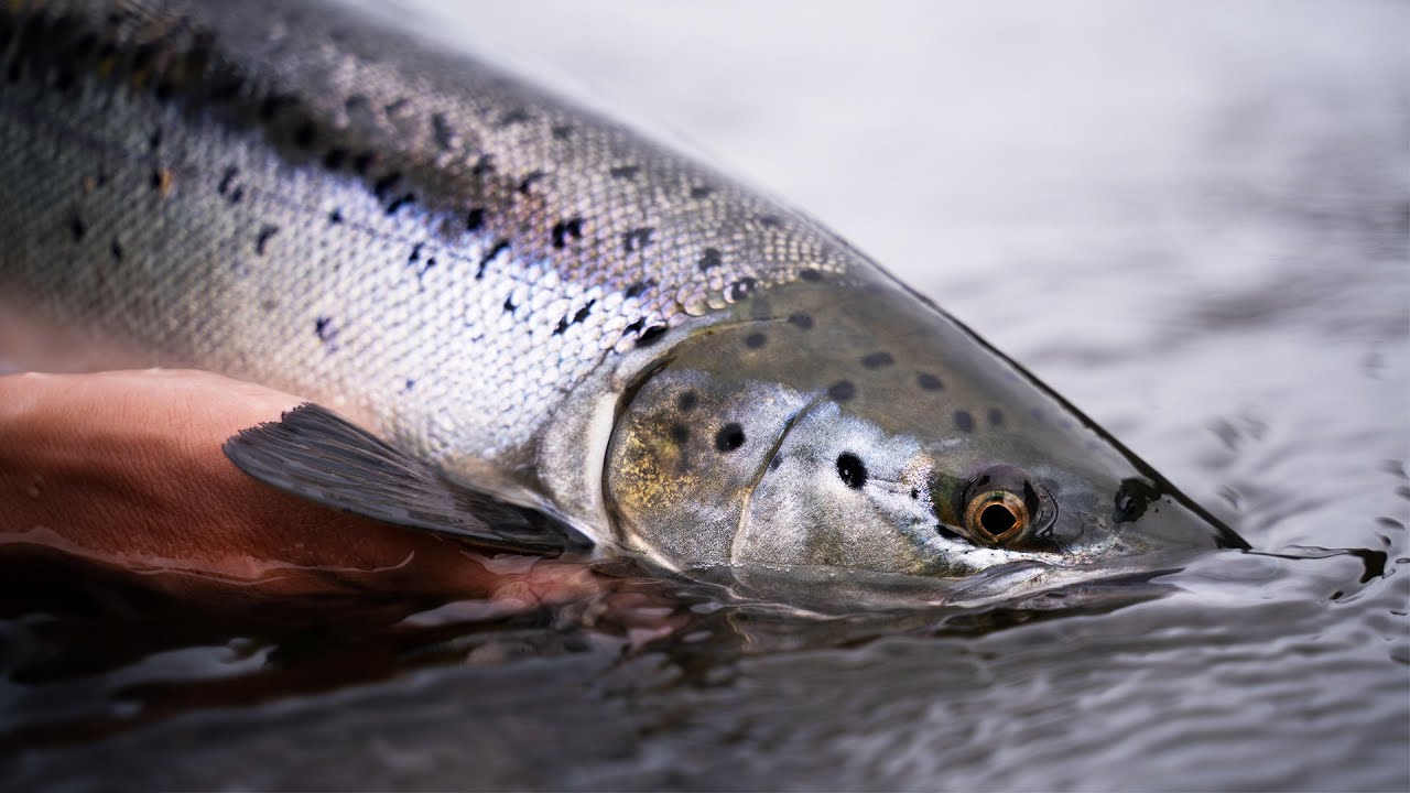 Why Women Catch the Biggest Salmon Ever Recorded (Animal Documentary)
