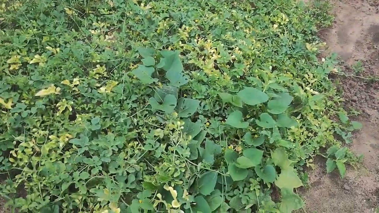 Mudanças na horta.