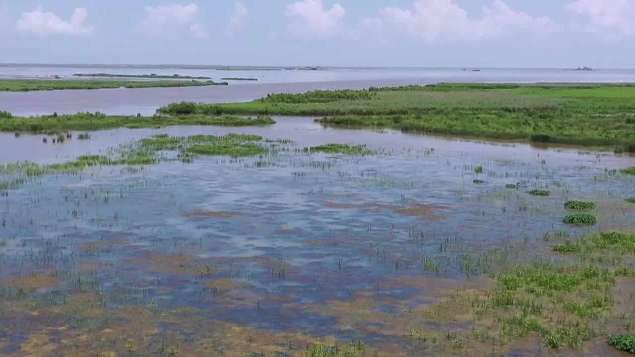 LA Illuminator: Wetland Protection Laws