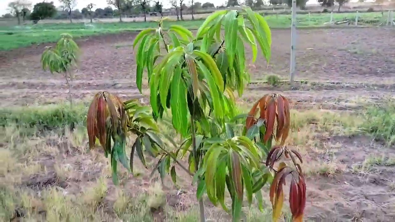 Mango farm visit//previous year mango plantation visit time growth