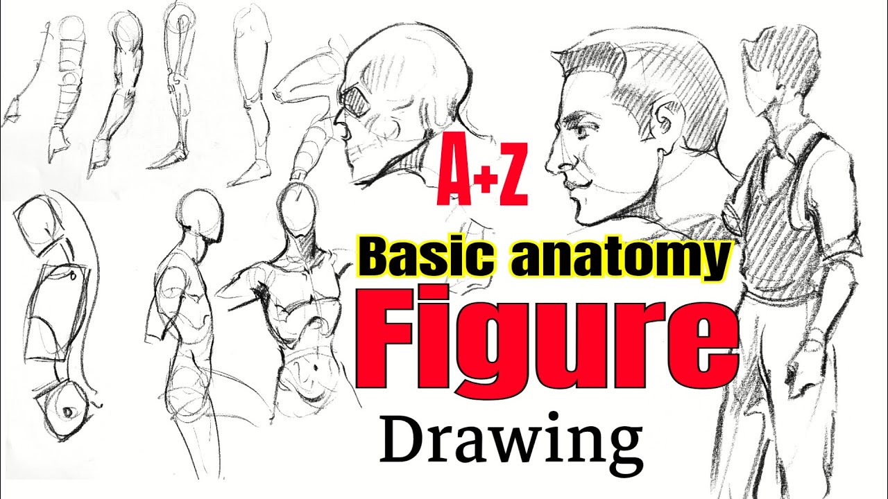 A to Z basic anatomy || Figure drawing tutorial for beginners step by step || #figuredrawing 