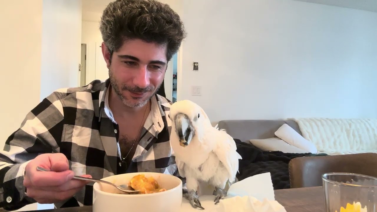 Mr jojo having a delicious soups 😋 #funnycockatoo #funnypets 