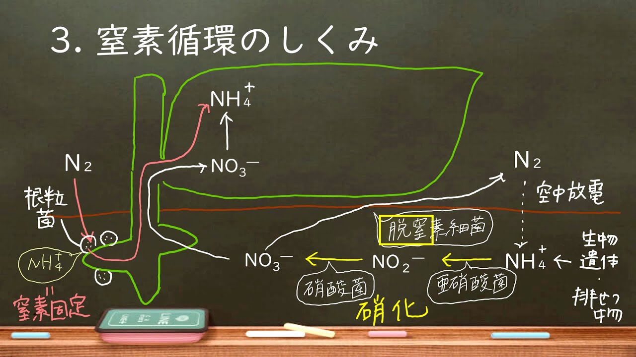 おうち生物　15 . 窒素同化と窒素固定※詳細欄に訂正あり