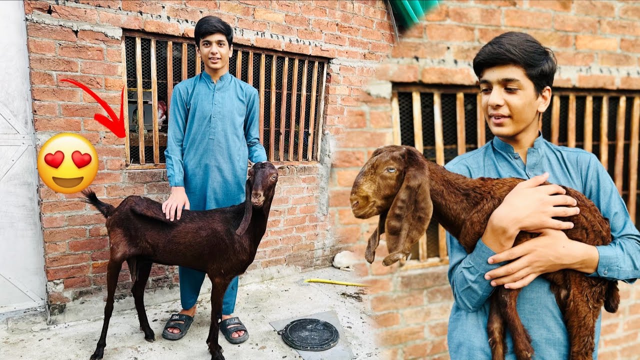 Hamny new bakri leli 🐐😍 | Puranay walay bech diye 🙂