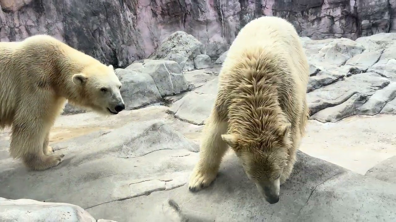 八木山動物公園   ホッキョクグマ   🐻‍❄️うみ 🐻‍❄️そら 🐻‍❄️ポーラ