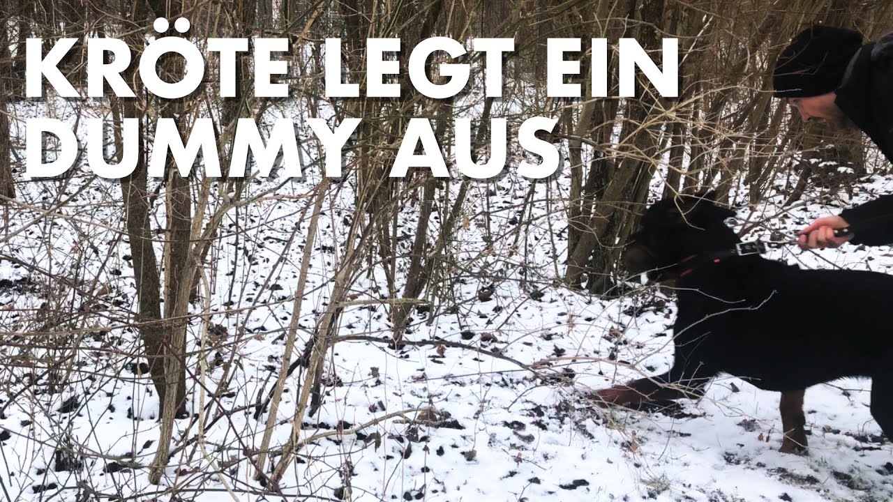 Cedric der Labrador - 269 | Kröte legt ein Dummy aus