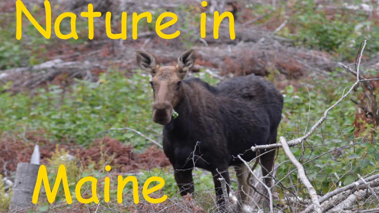 Nature in Maine