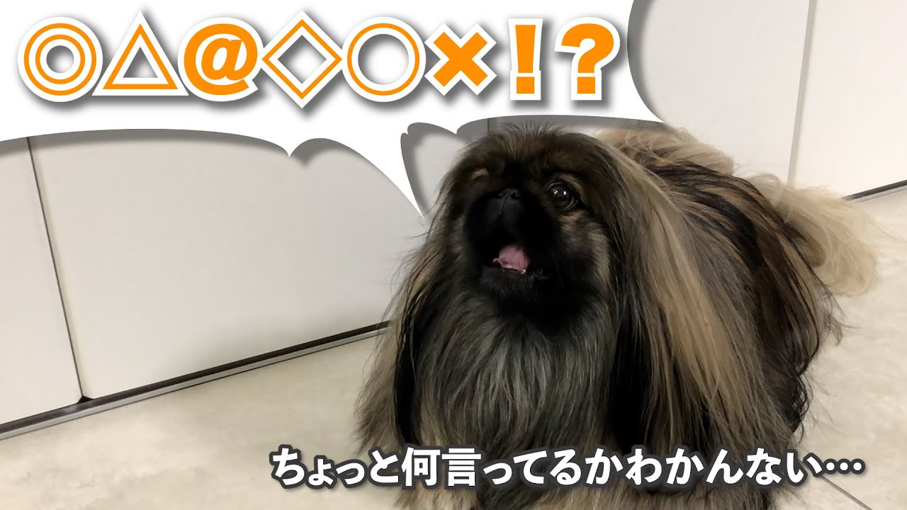 躾けに失敗した腹ペコペキニーズがこちらです