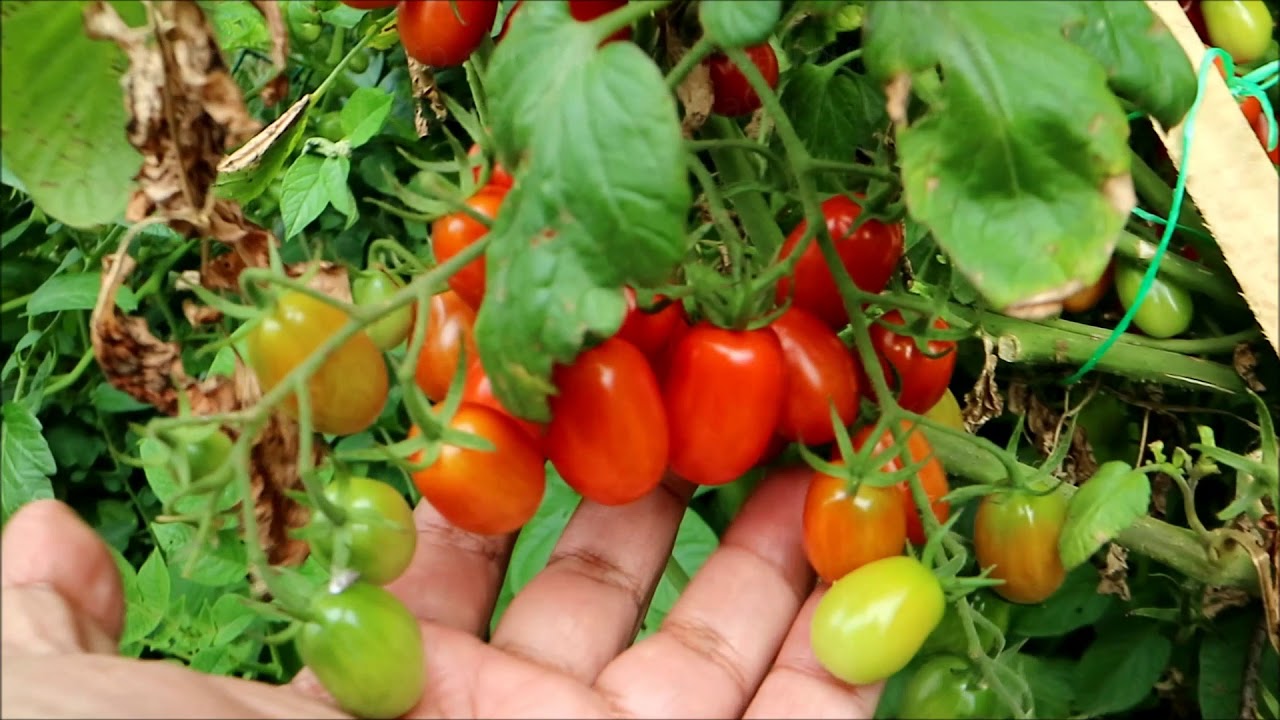 My Caribbean Garden 2017 | CaribbeanPot.com