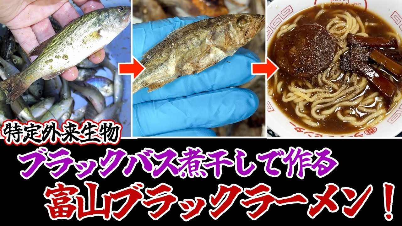 ブラックバスを乱獲して煮干しにして富山ブラックラーメン作る