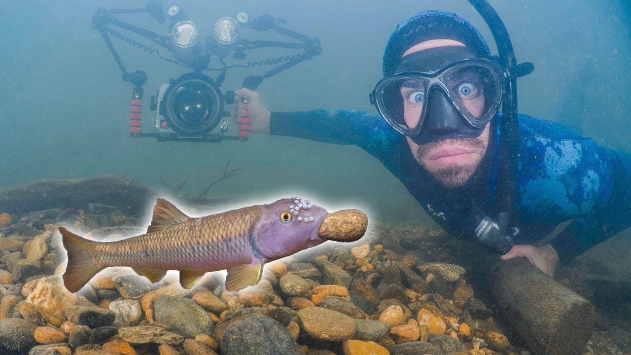 I Snorkeled with a Fish That Stacks Rocks