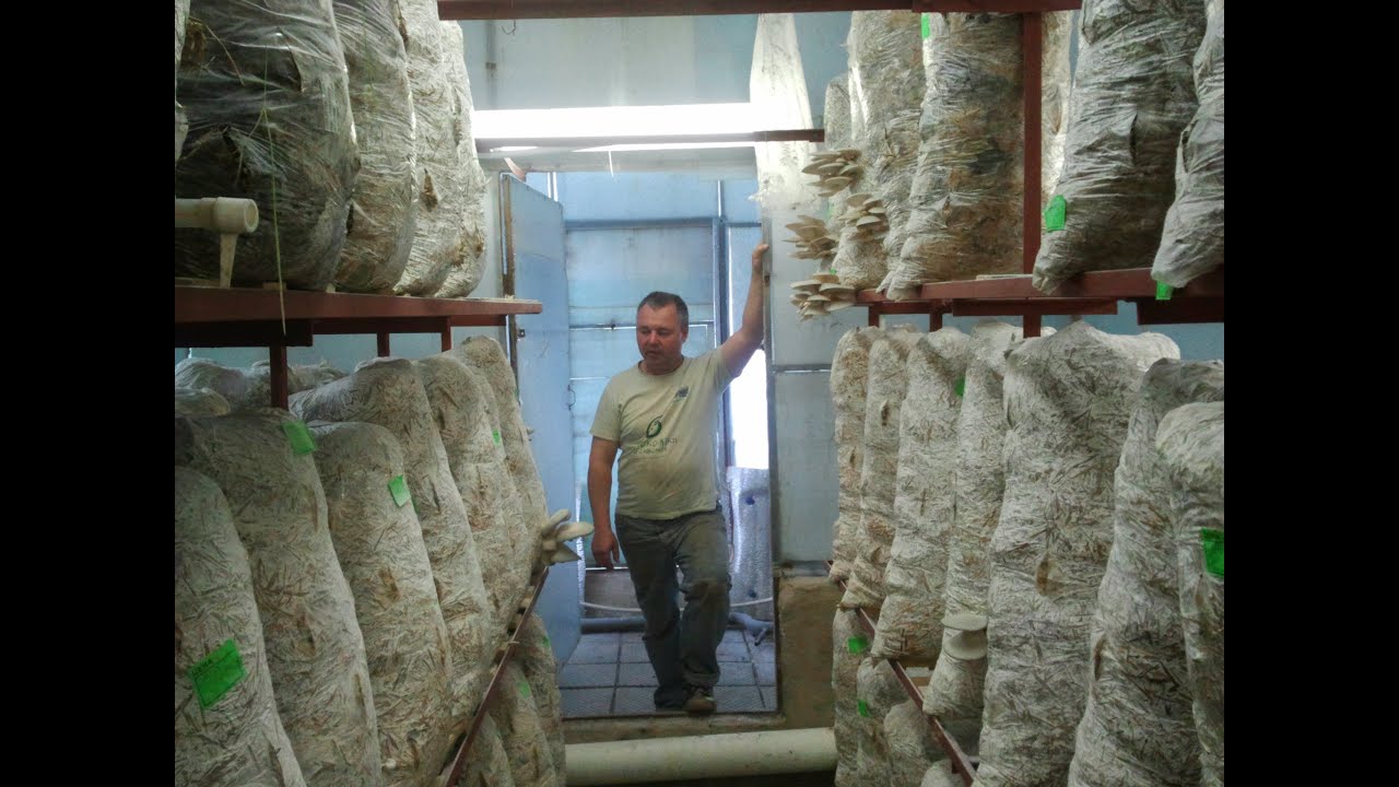 Технология Выращивания Вешенок (technology for growing oyster mushrooms)