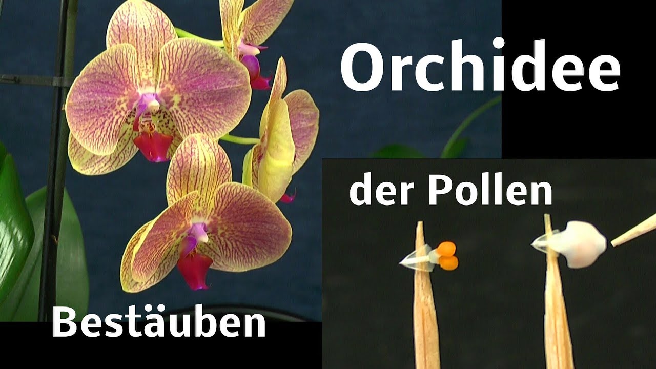 Orchideen Bestäuben Phalaenopsis Vermehrung